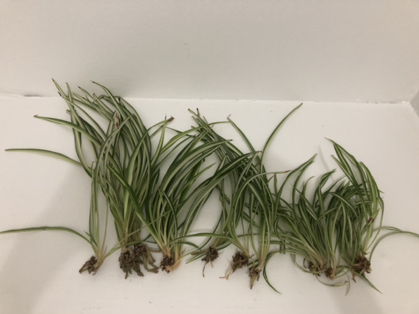 10 baby spider plants for $10@downtown price is firm. thumbnail