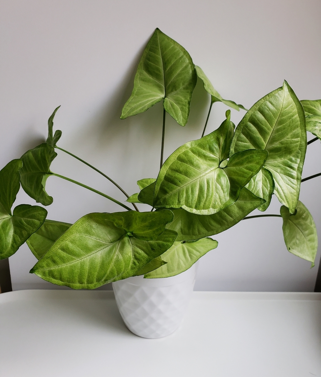 Arrowhead plant 