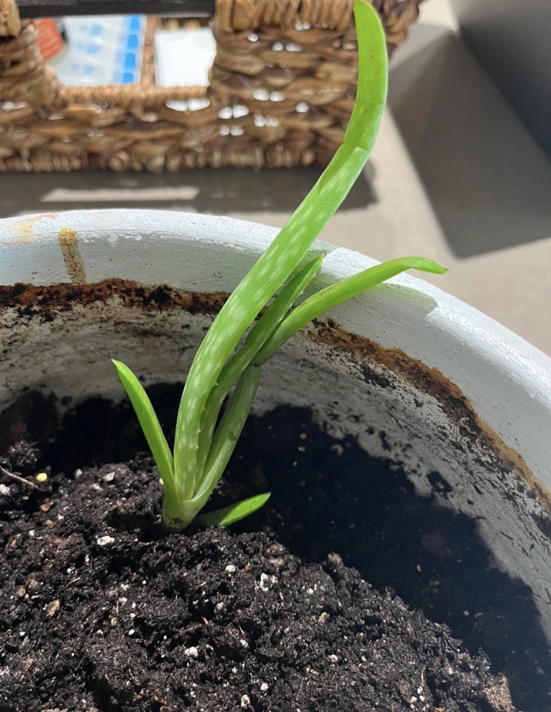 #FREECYCLE Aloe Vera Plant cuttings (x2)