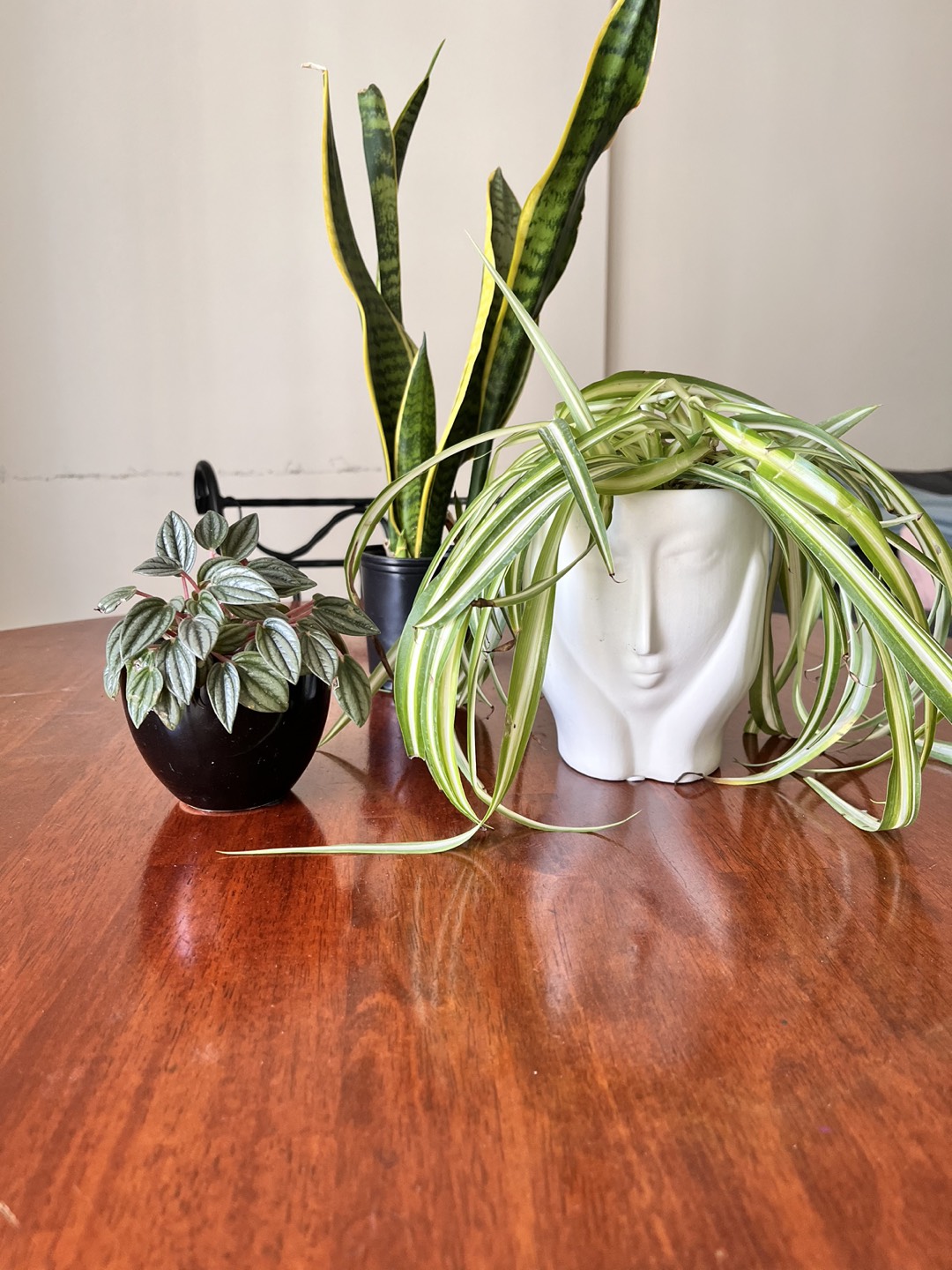 Indoor plants for sale - 3 in nos