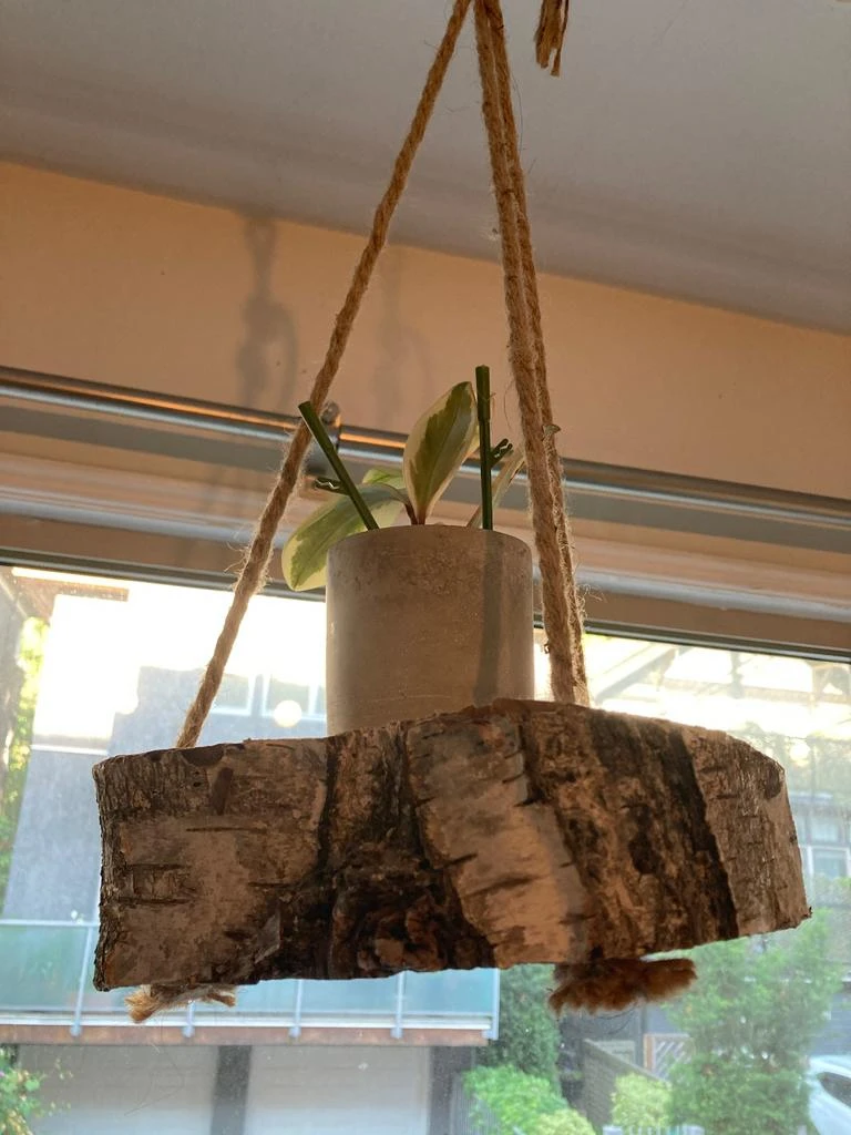 plant 