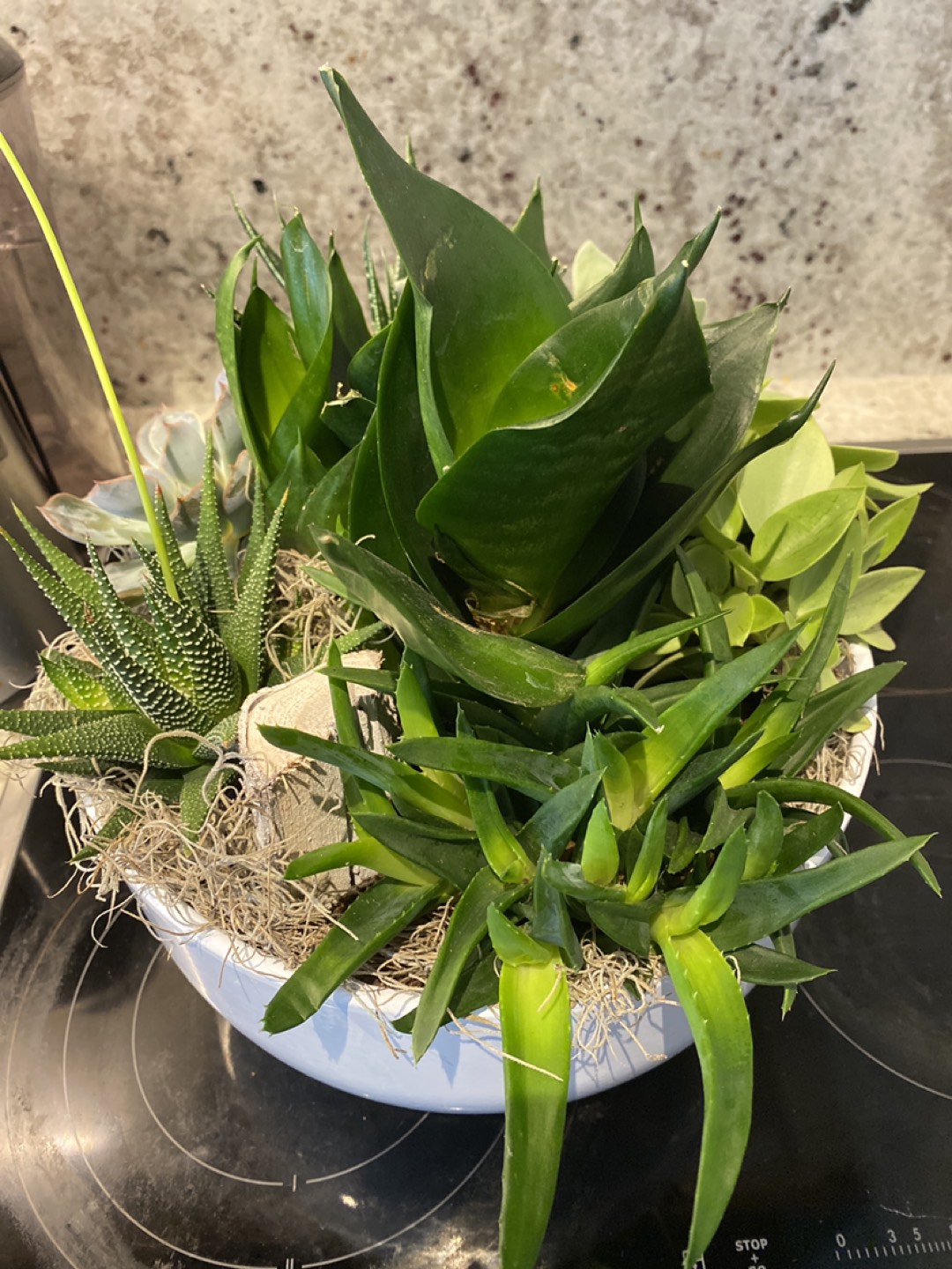 Succulent Planter - photo 2