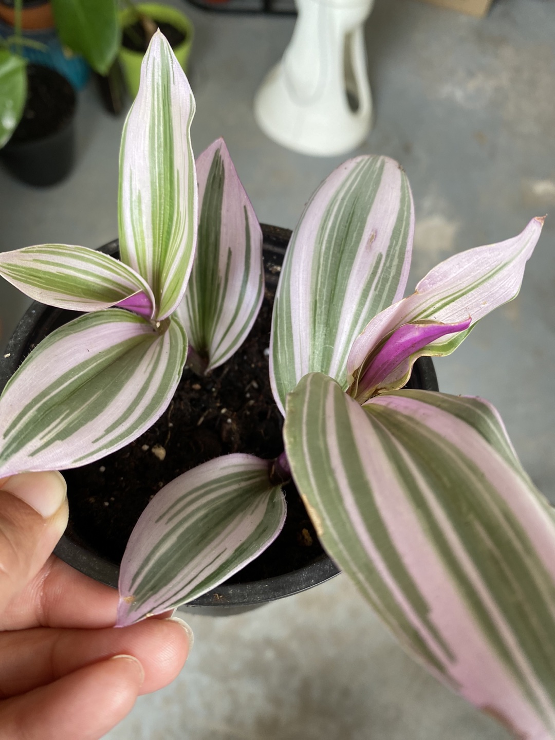 Tradescantia nanouk