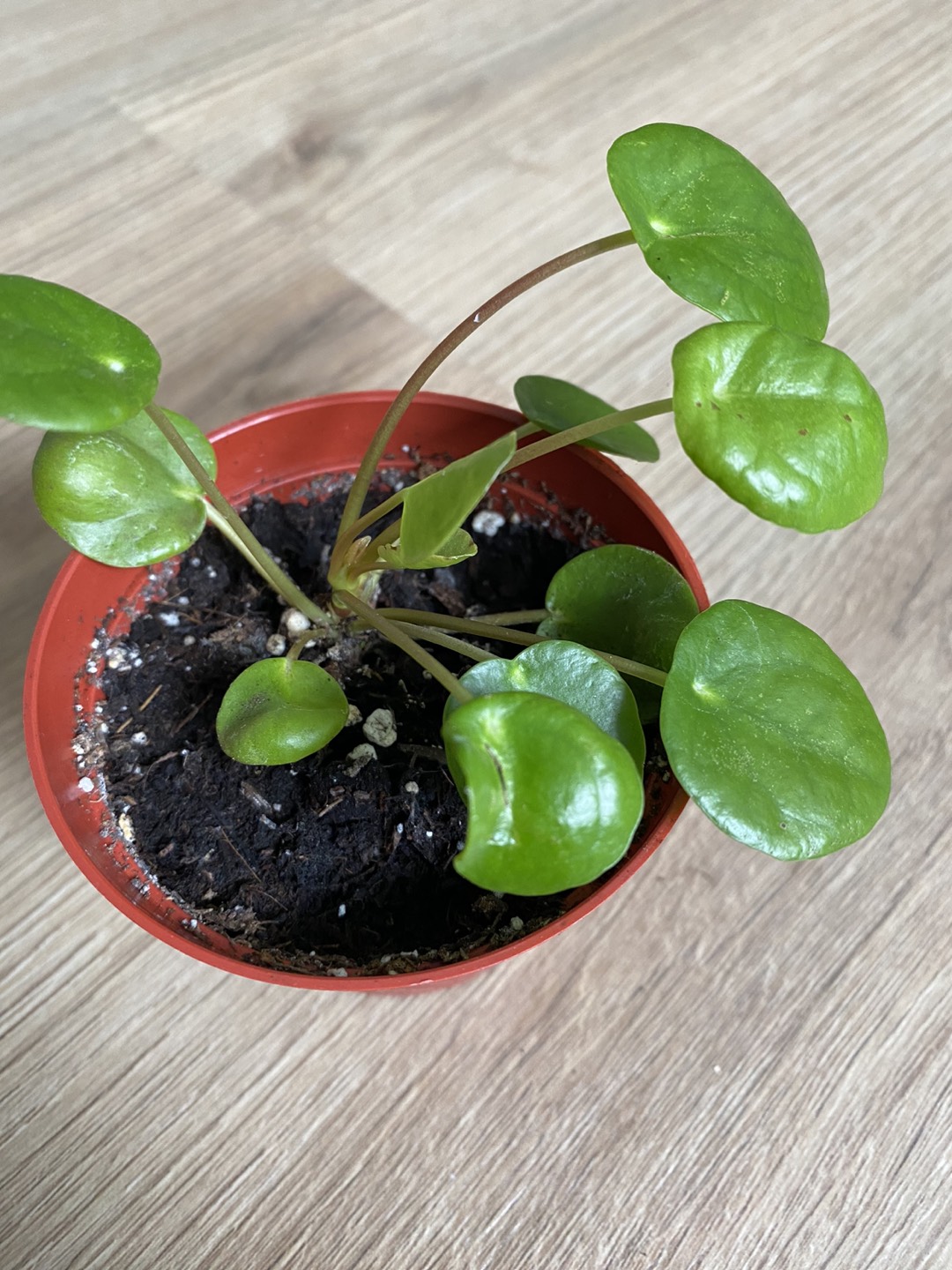 Pilea plant