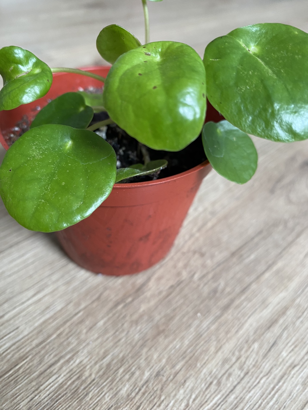 Pilea plant - photo 2