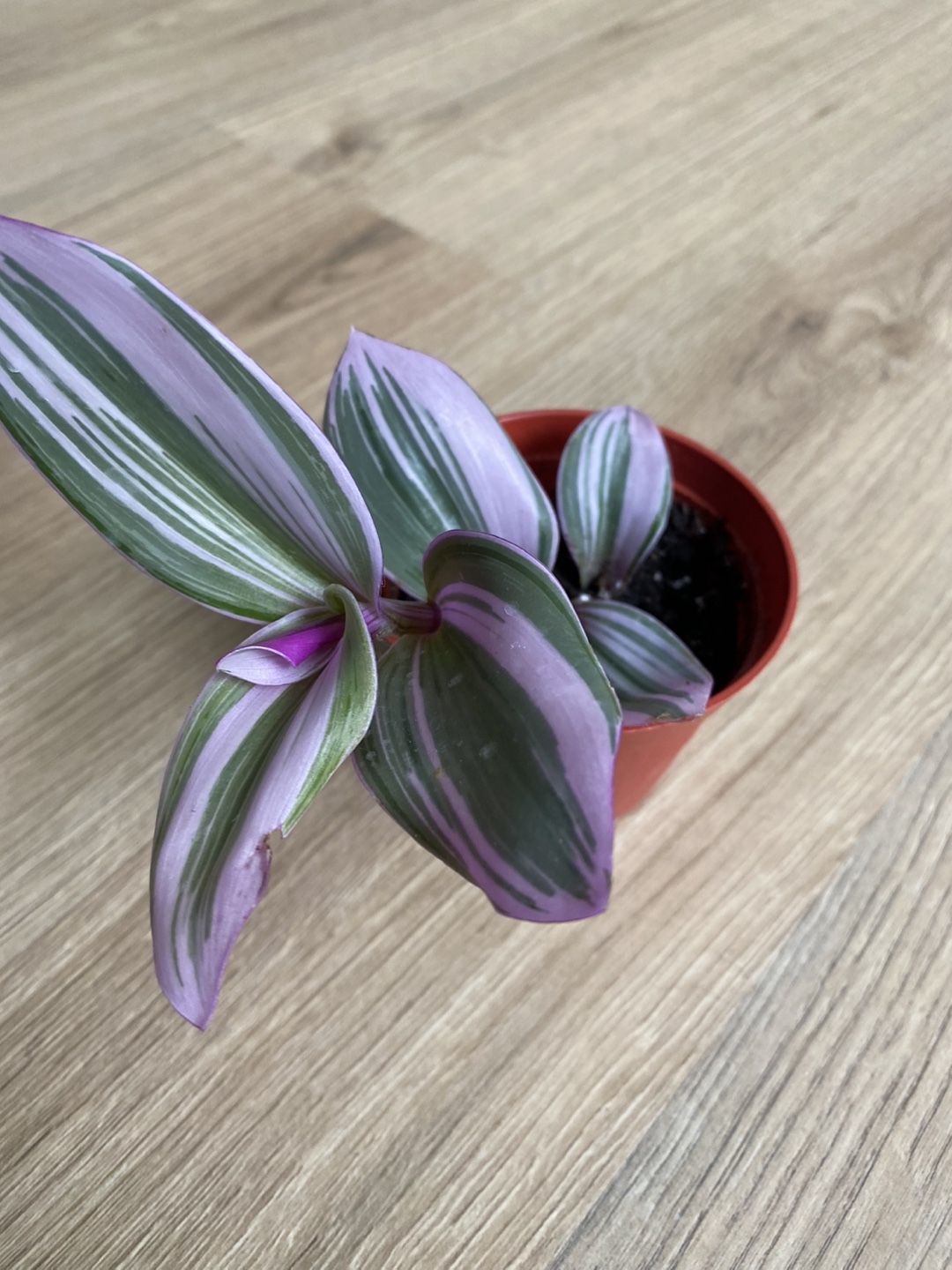 Tradescantia Nanouk - photo 2