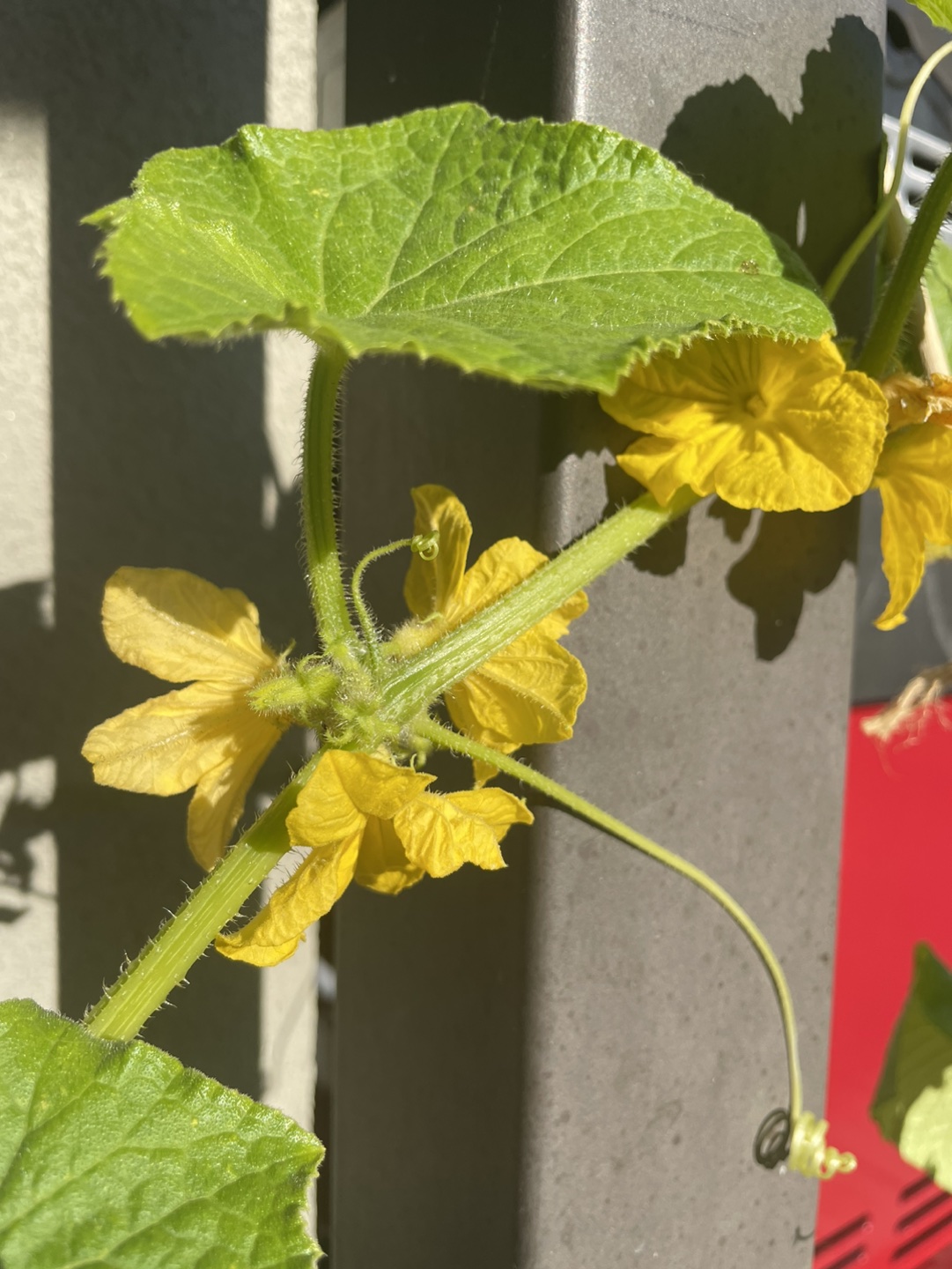 Moving sale: Organically grown cucumbers in a pots - photo 4