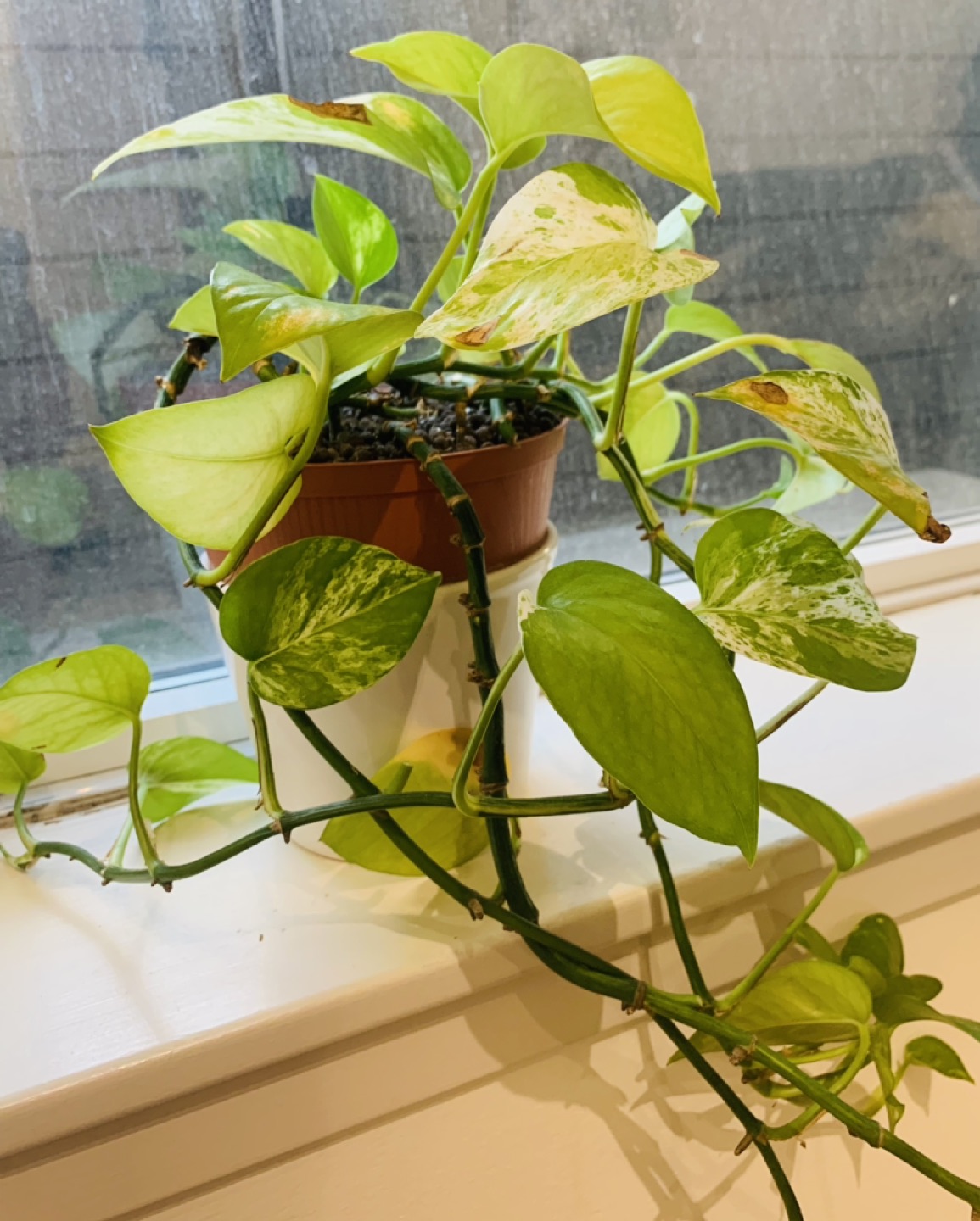 Plant thumbnail