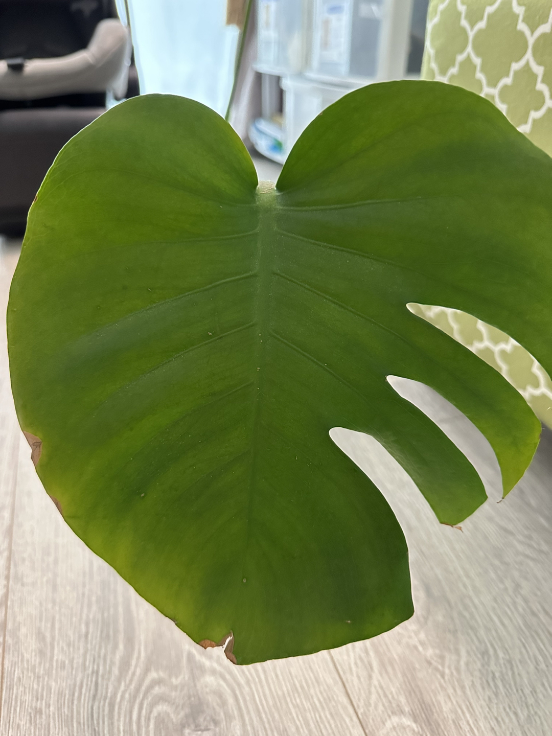 Water-rooted monstera - photo 2