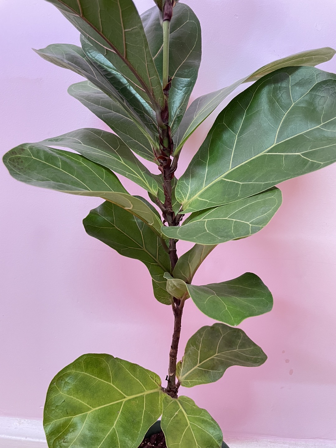 Fiddle Leaf Fig Plant - photo 3
