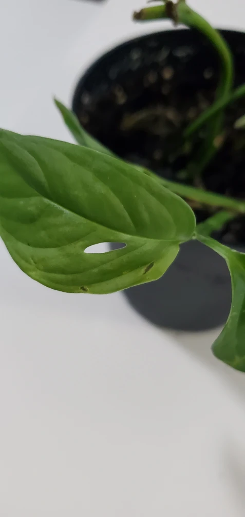Free Monstera image indicator(2)