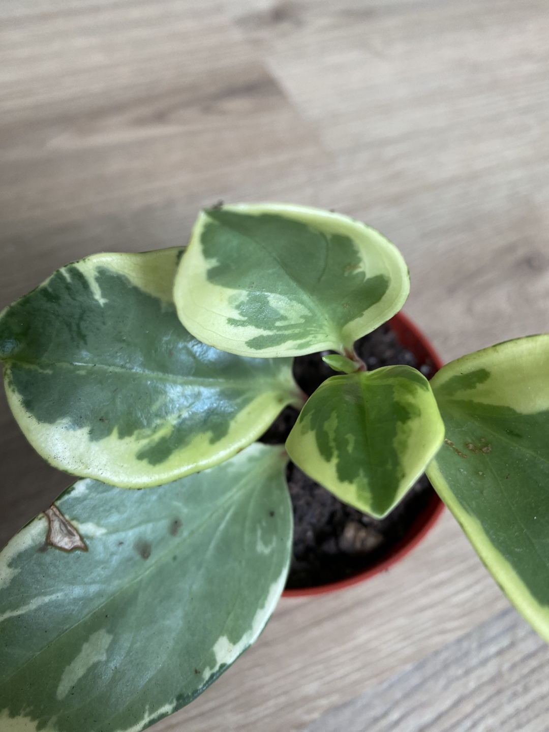 2 Pepperomia bundle - photo 2
