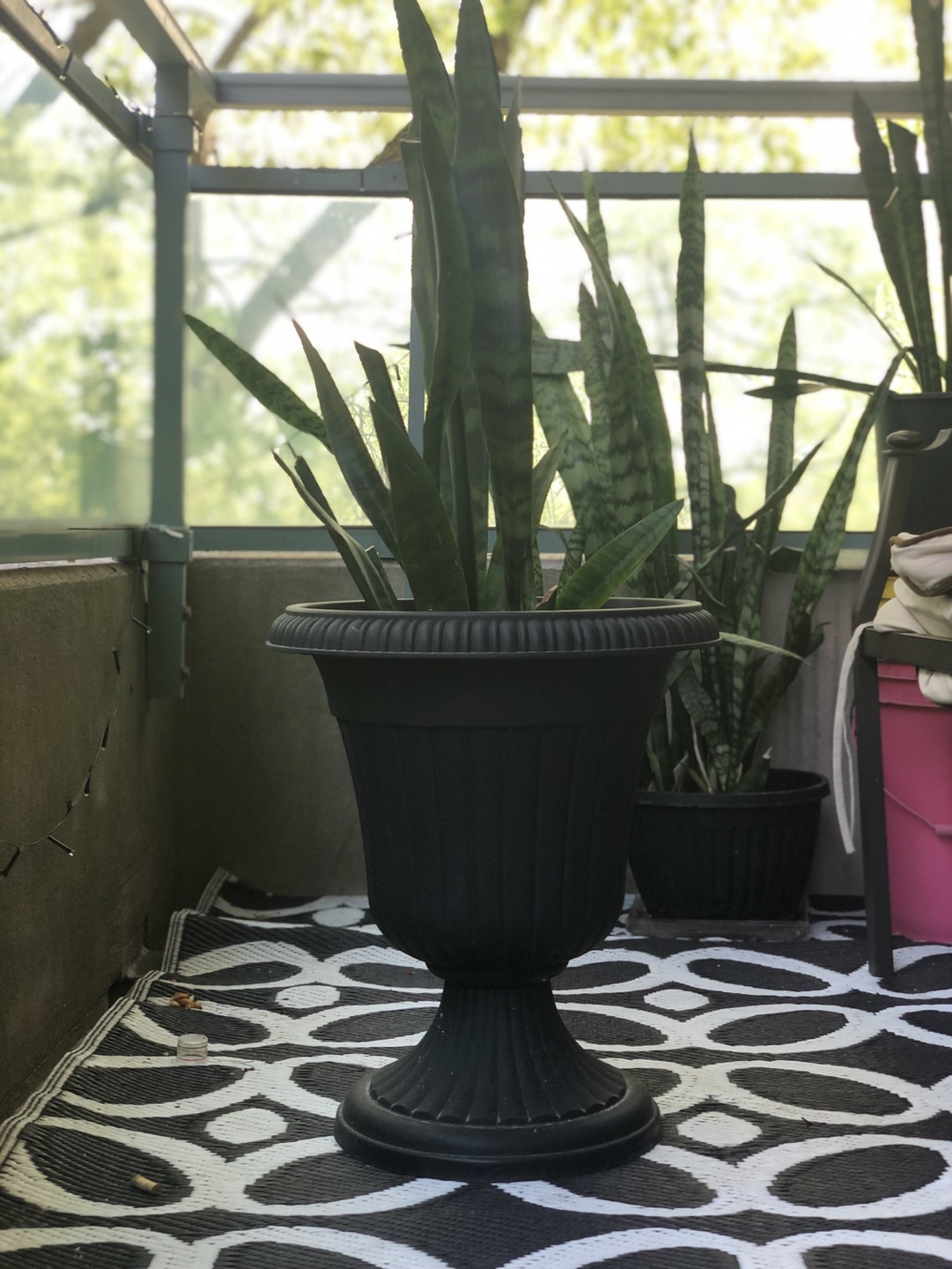 Snake plant with urn image indicator(3)