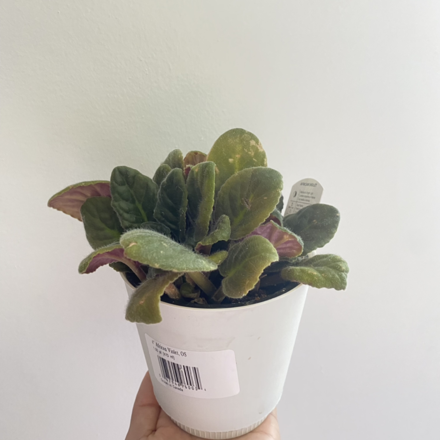 Free Plant "African violet" #freecycle thumbnail