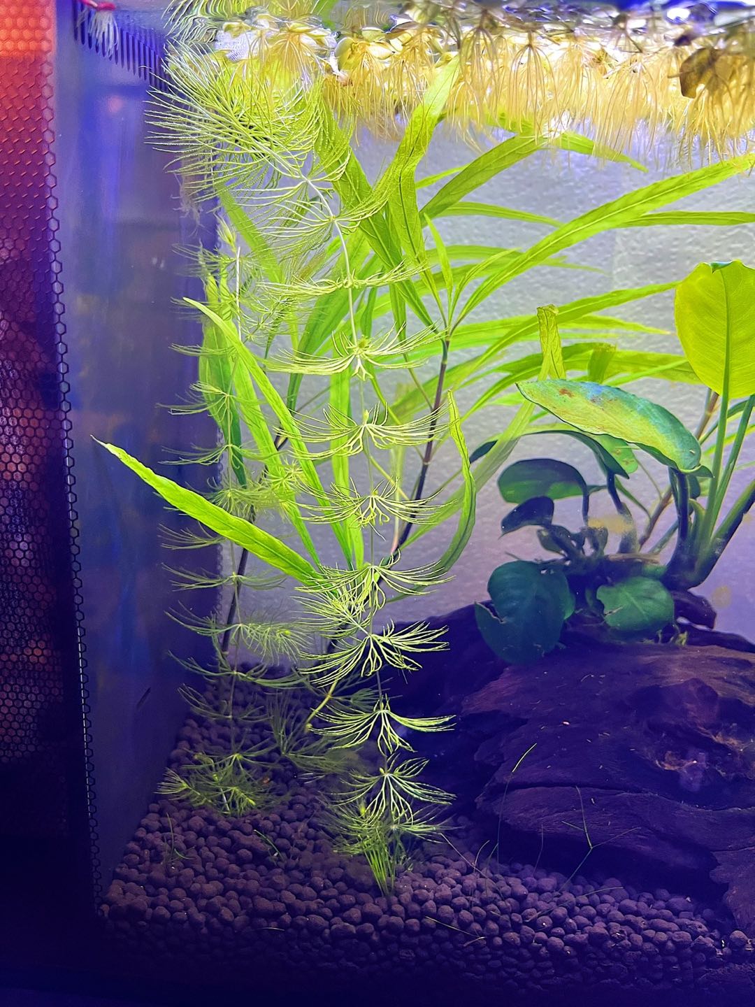 Aquatic Plants - hornworts and water spangle
