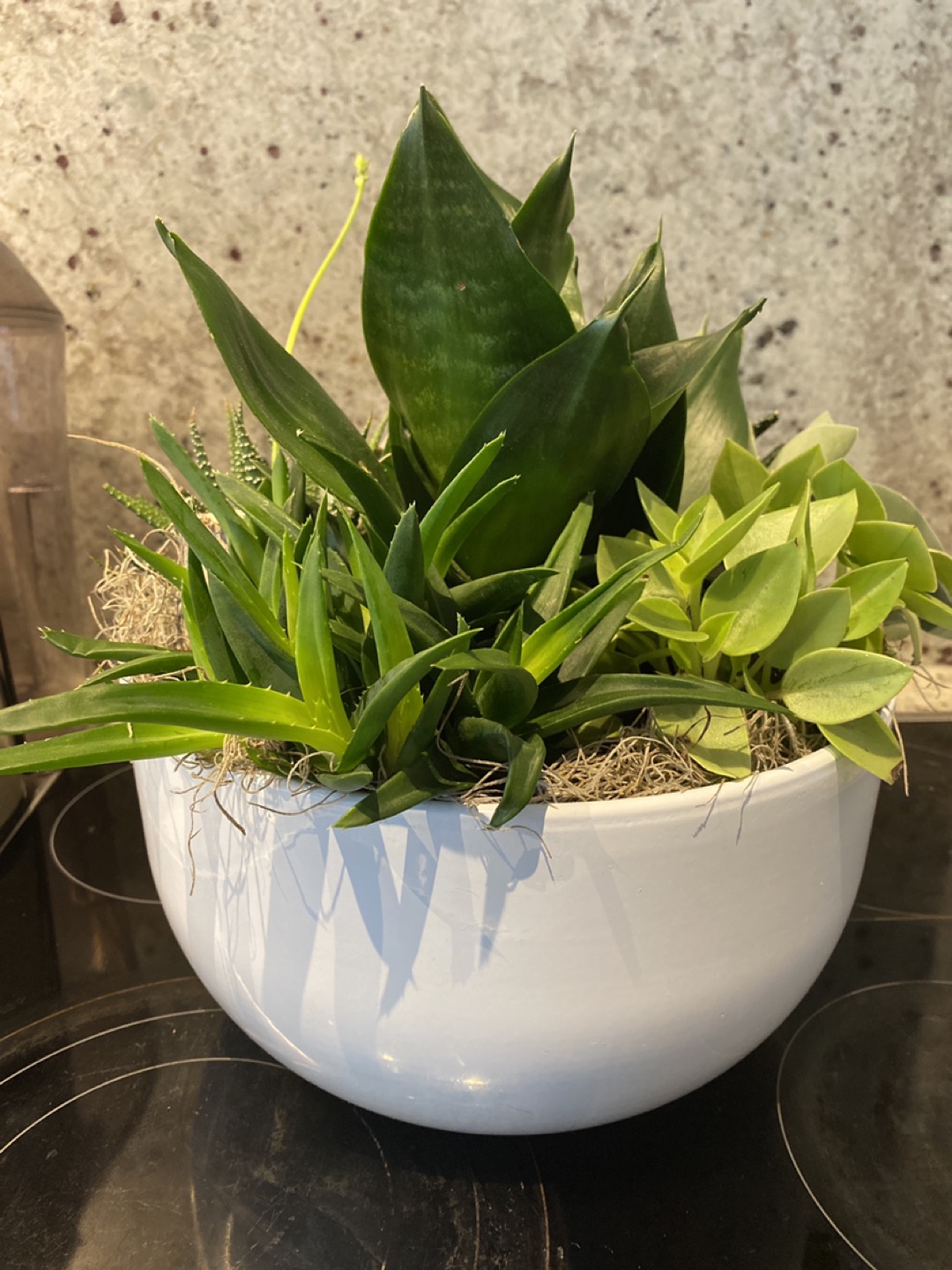 Succulent Planter - photo 3