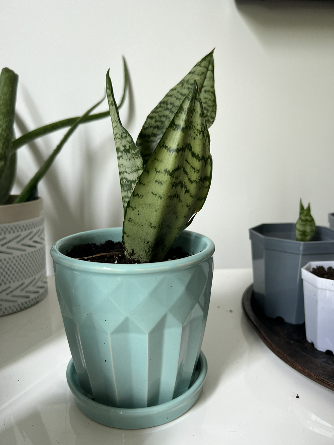 Snake plants