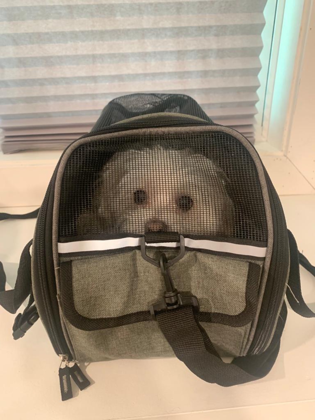 Small dog / cat carrier bag
