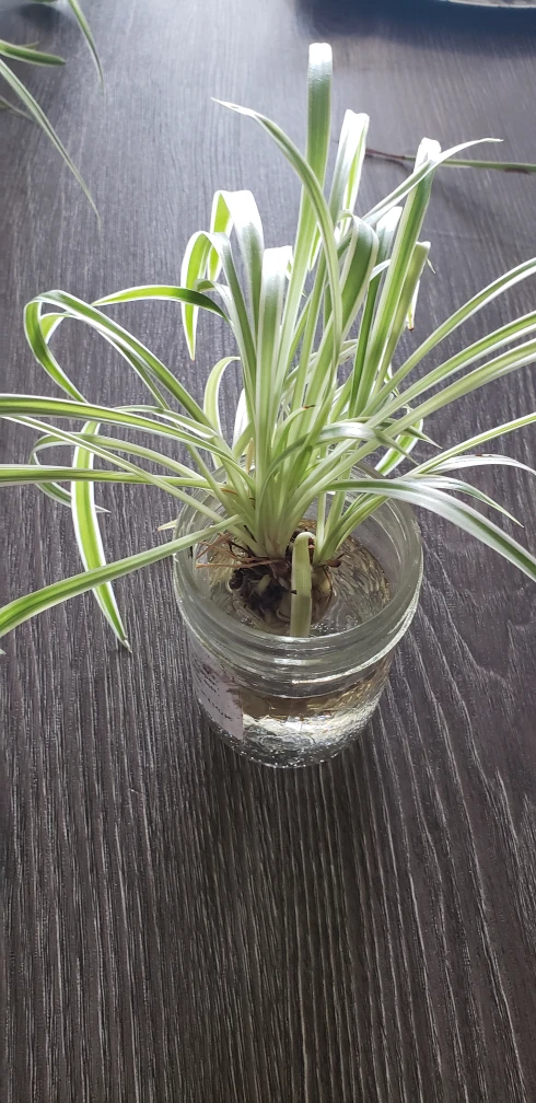Rooted Spider Plants  - photo 3