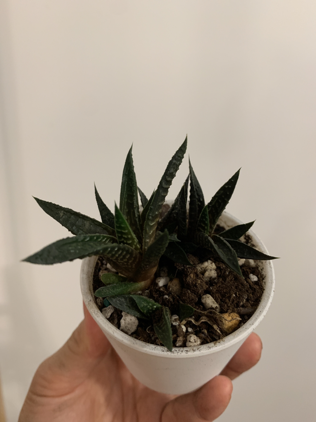 Healthy succulents