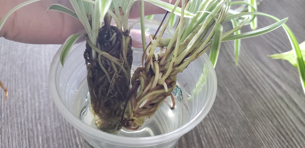 Rooted Spider Plants  - photo 2