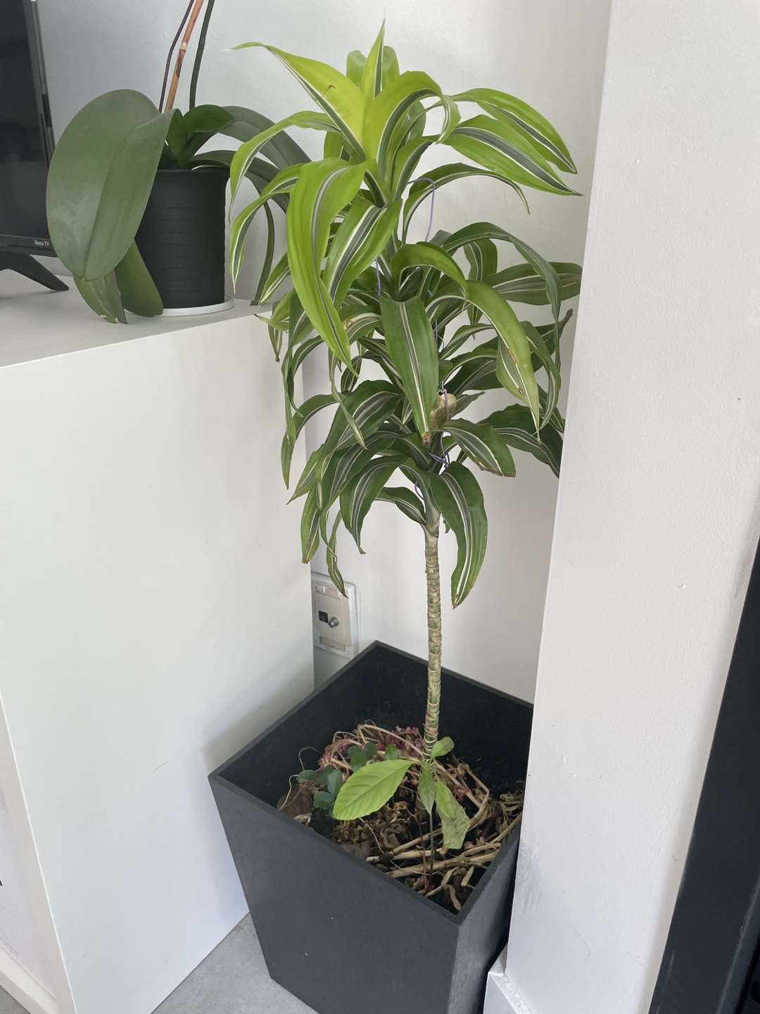 Plant sale: thyme, paper, parsley, lavender, basil, lily - photo 4