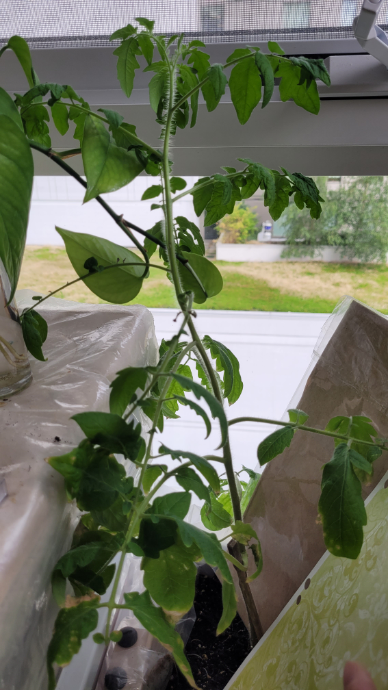 🍅 tomatoe