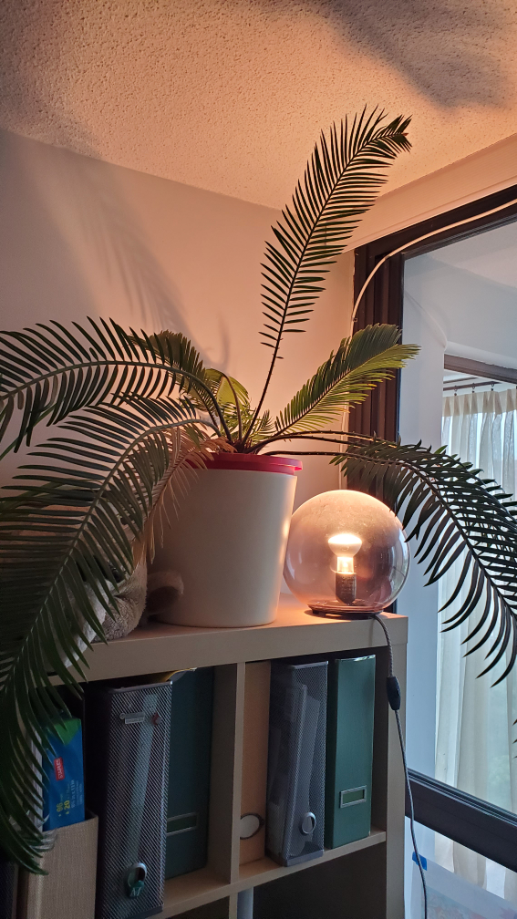 Big Sago Palm / Cycas Plant thumbnail