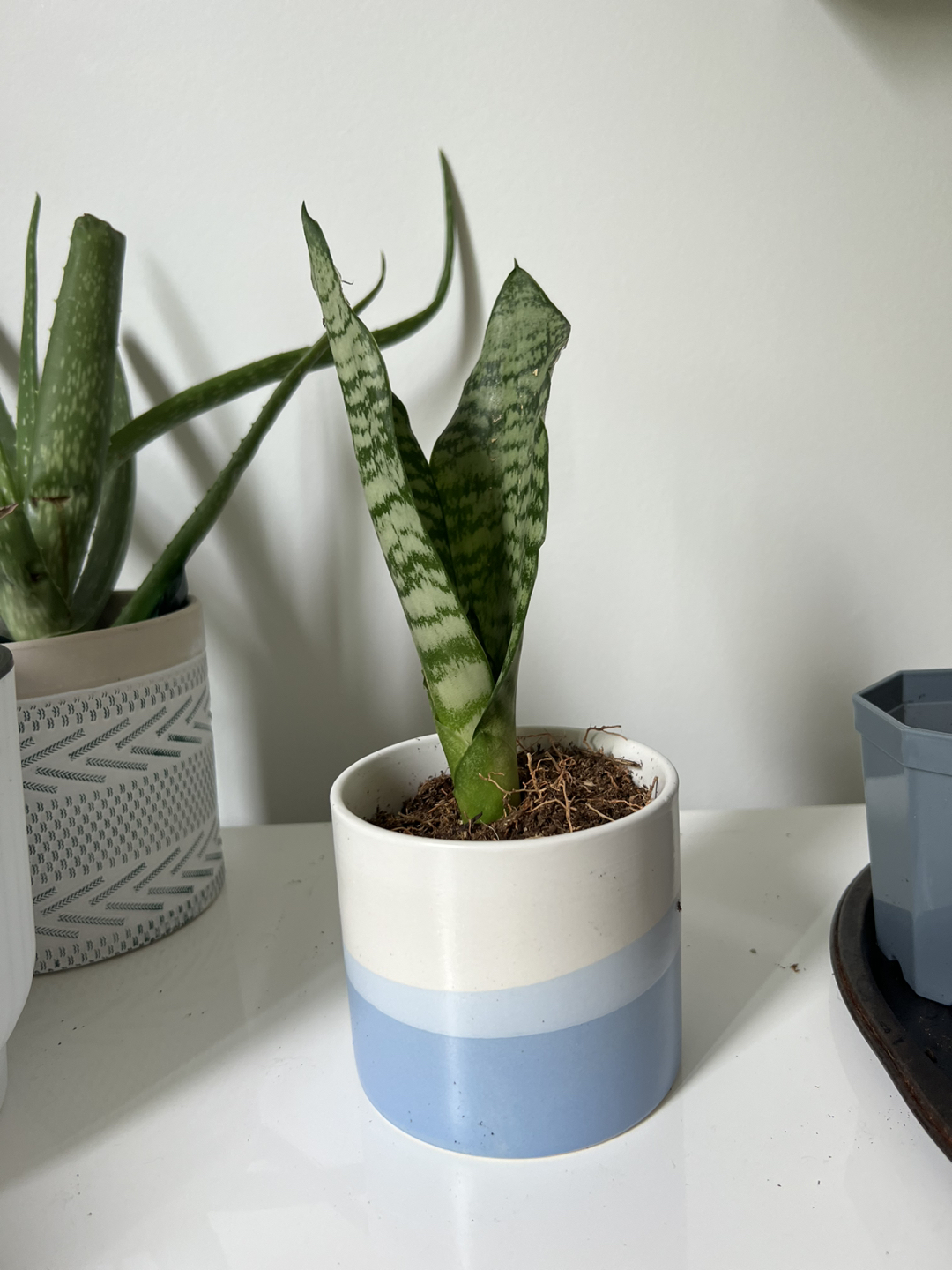 Snake plants - photo 2