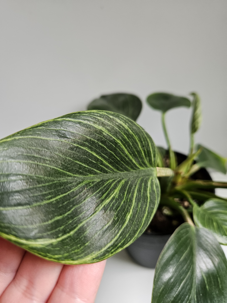 Philodendron Birkin Plant  - photo 2