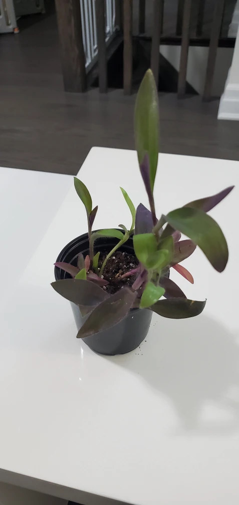 Purple Plant thumbnail