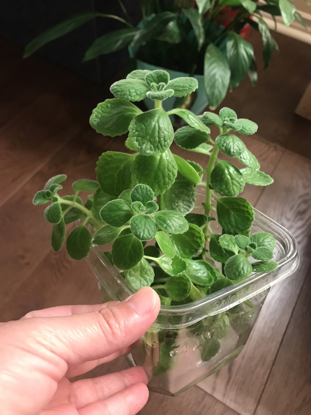 Free plant (Coleust amboinicus) thumbnail