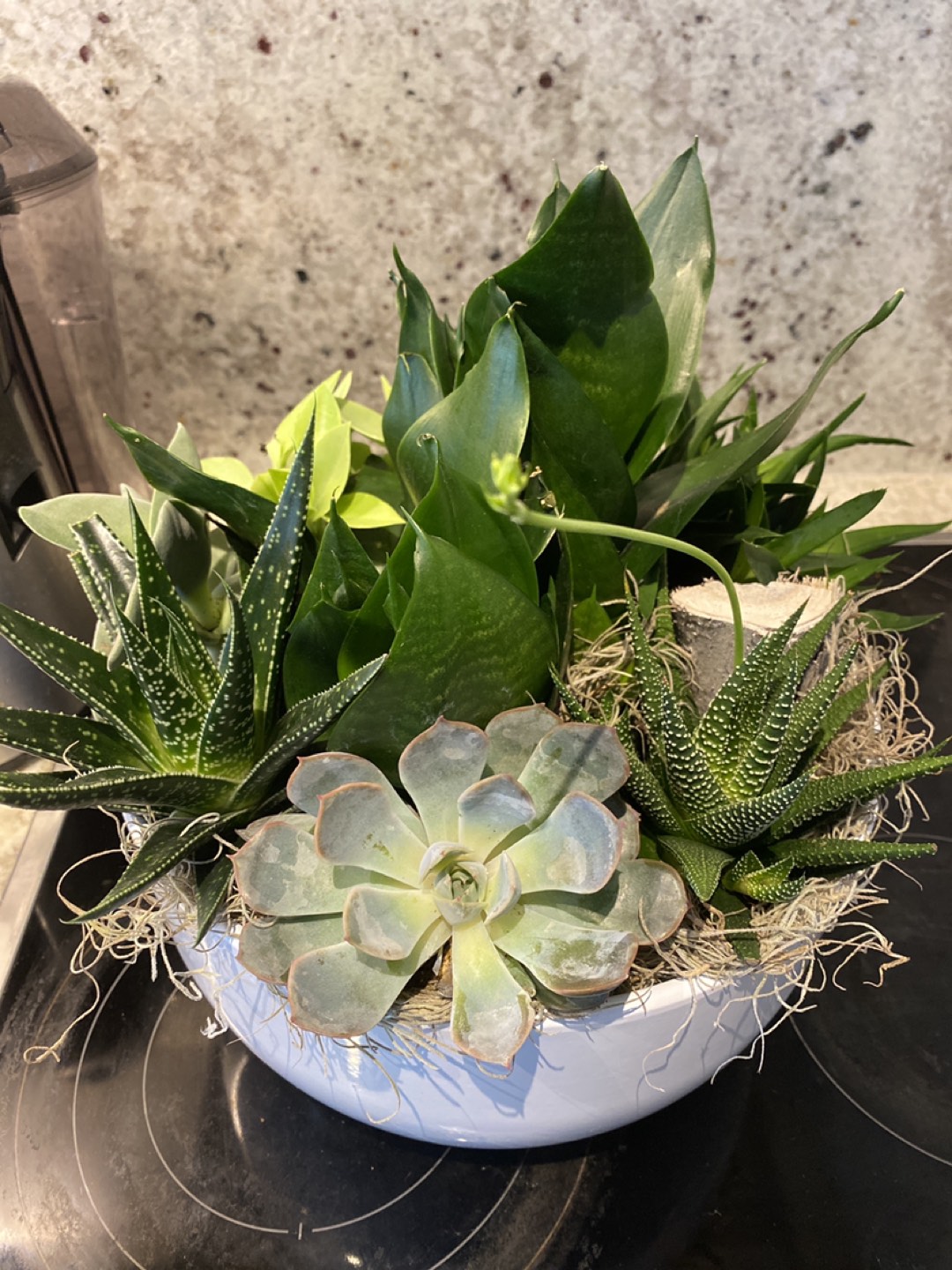 Succulent Planter