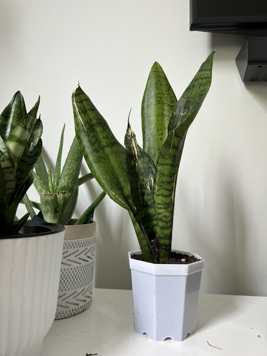 Snake plants - photo 5