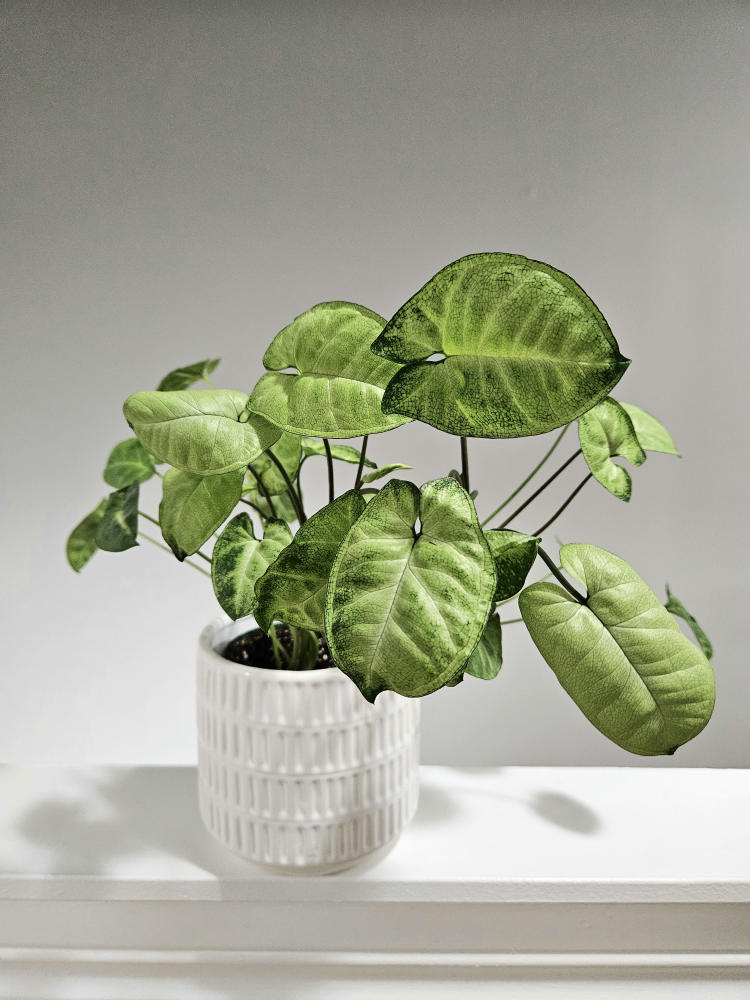 Dwarf arrowhead plant