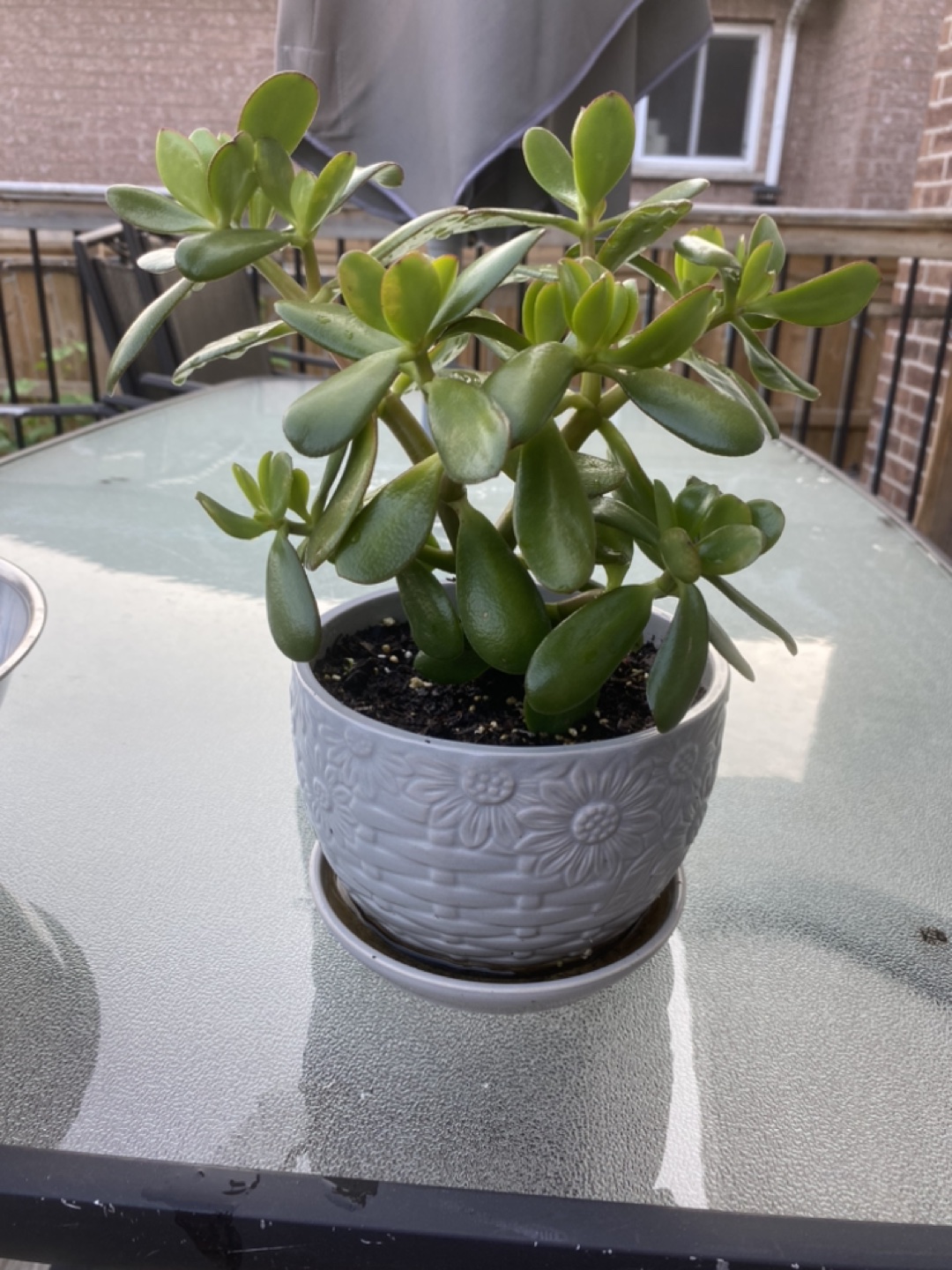 JADE PLANT