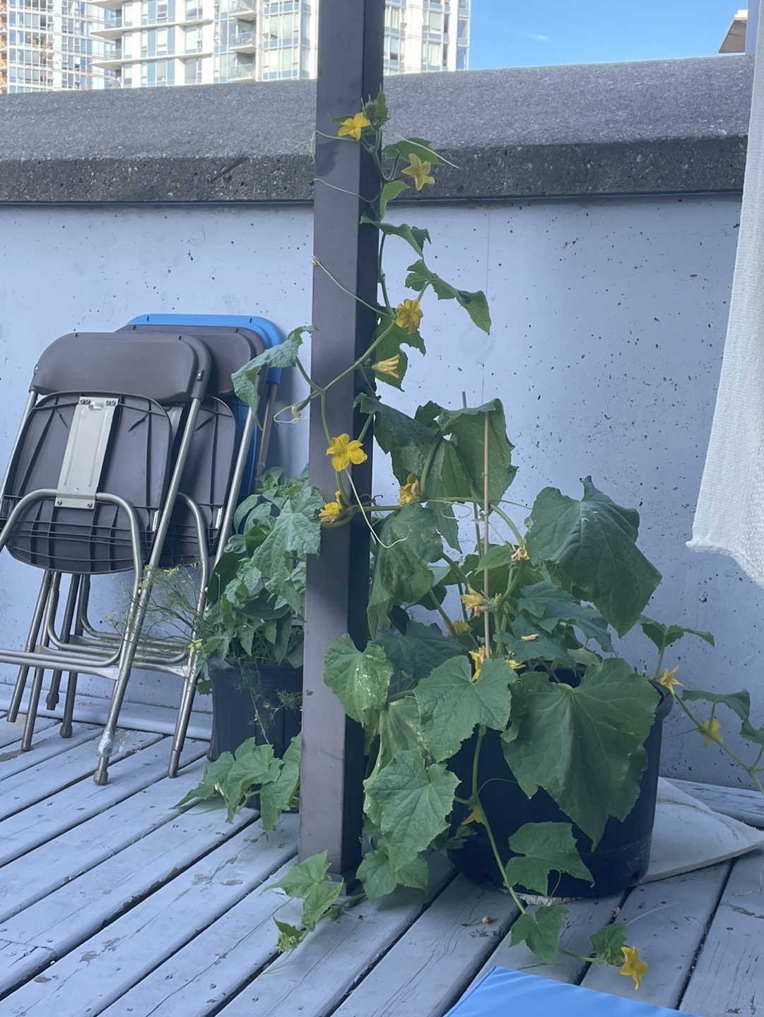 Moving sale: Organically grown cucumbers in a pots - photo 2