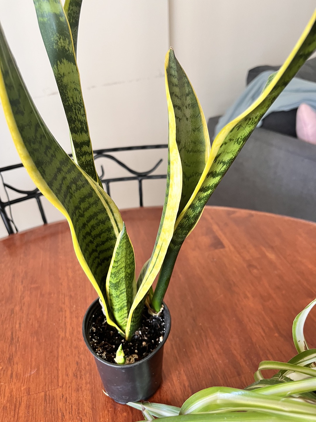 Indoor plants for sale - 3 in nos - photo 3
