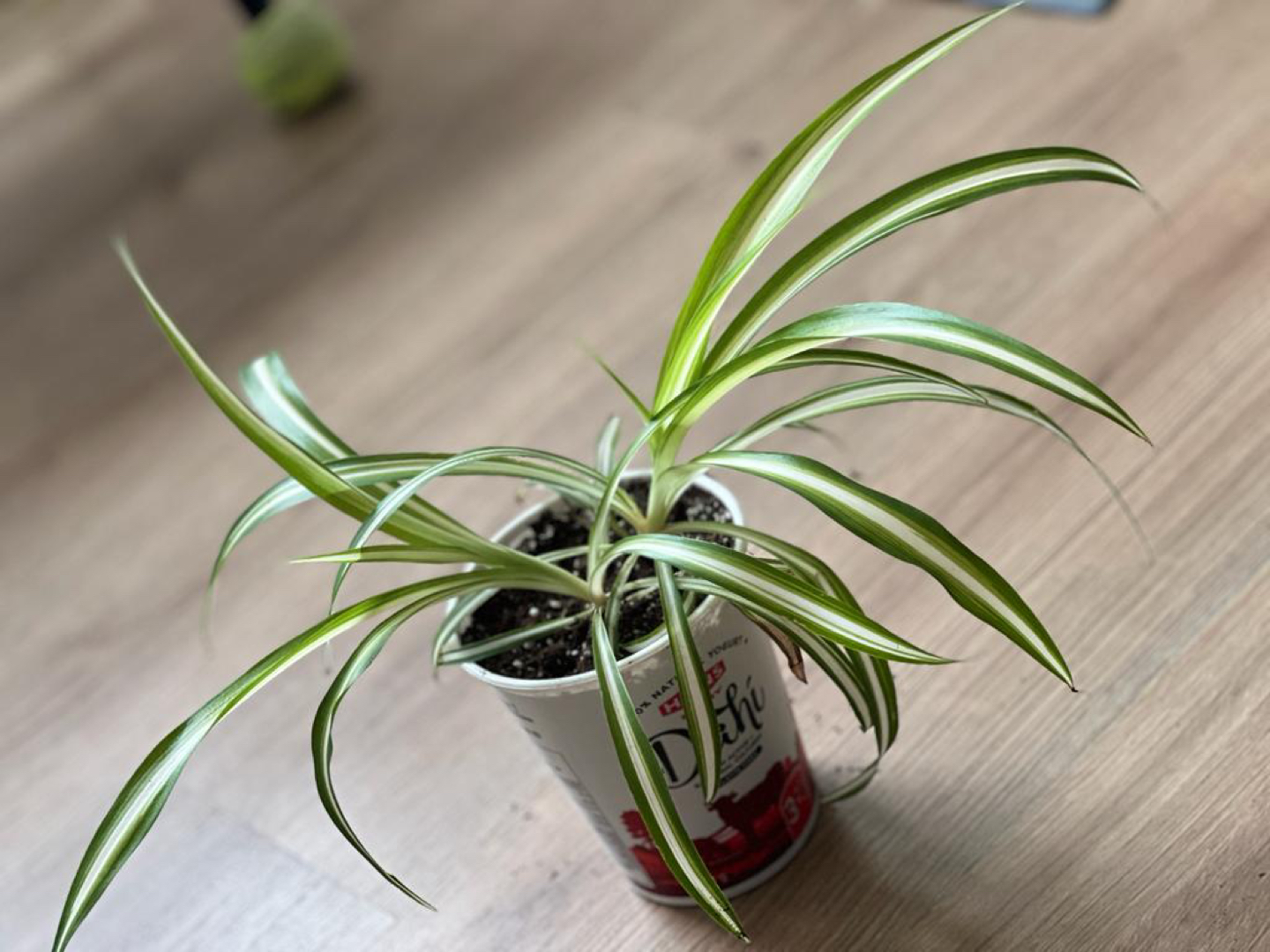 Green and Variegated spider plants - photo 2