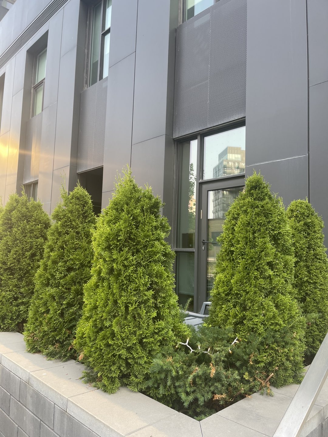 Moving Sale! Home Depot Cider Tree - photo 2
