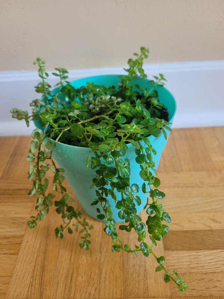 Pilea Baby Tears- Easy to take care of House Plant