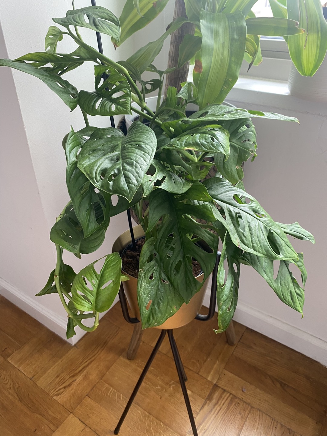 Decorative standing Planters - photo 2