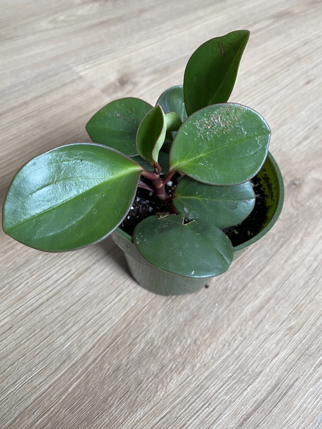 2 Pepperomia bundle - photo 3