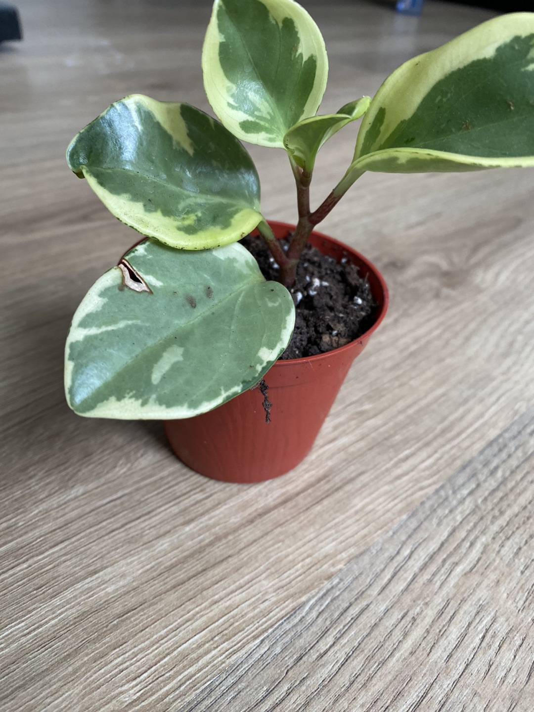 2 Pepperomia bundle