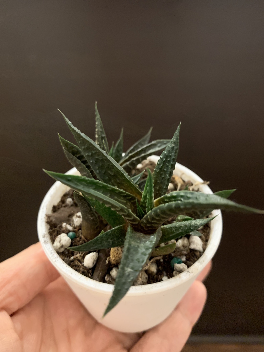 Healthy succulents - photo 3