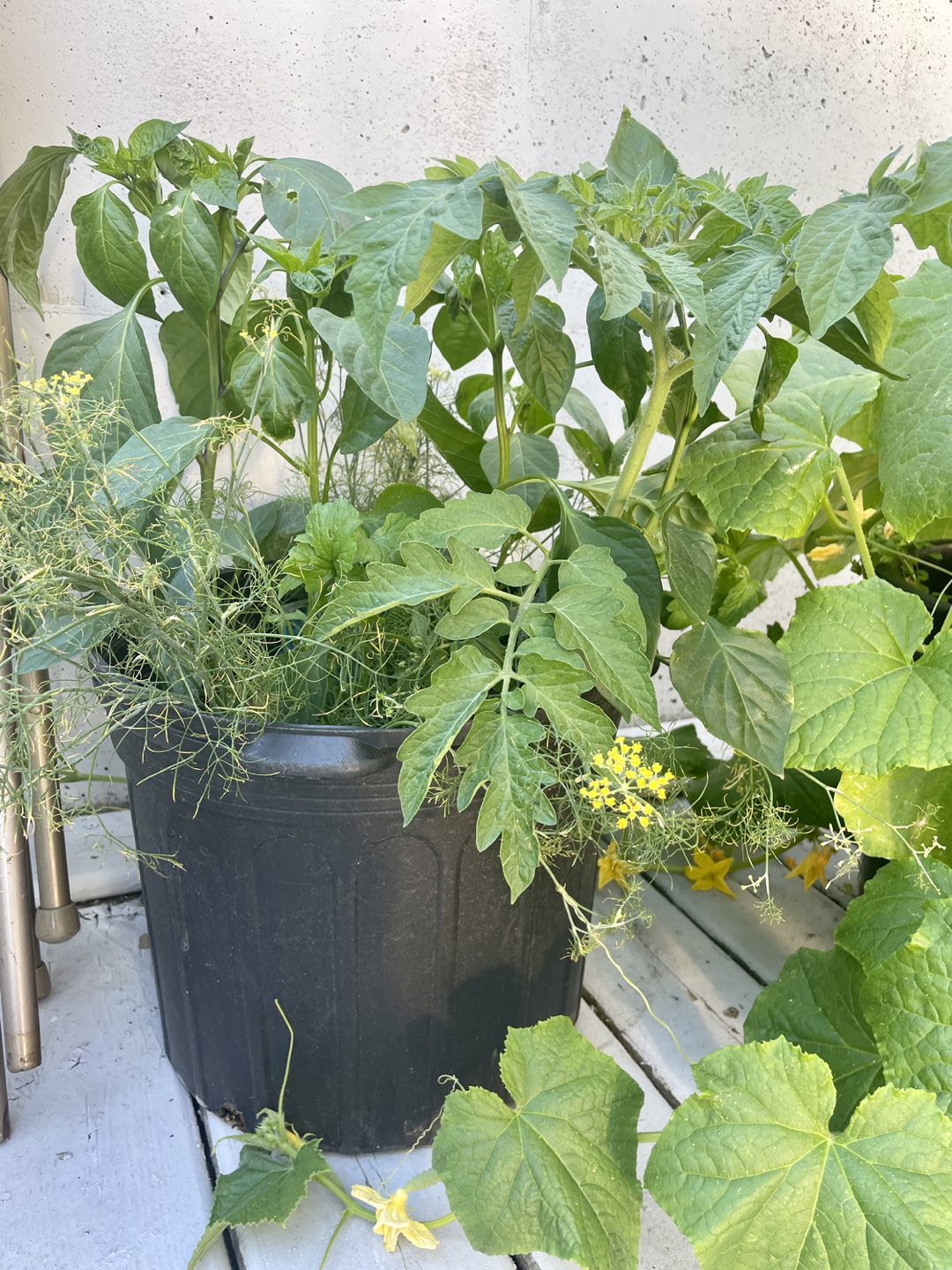 Tomatoes plants in different pots - photo 4