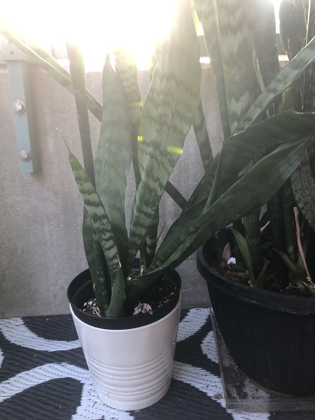 Snake plant for now or never image indicator(3)