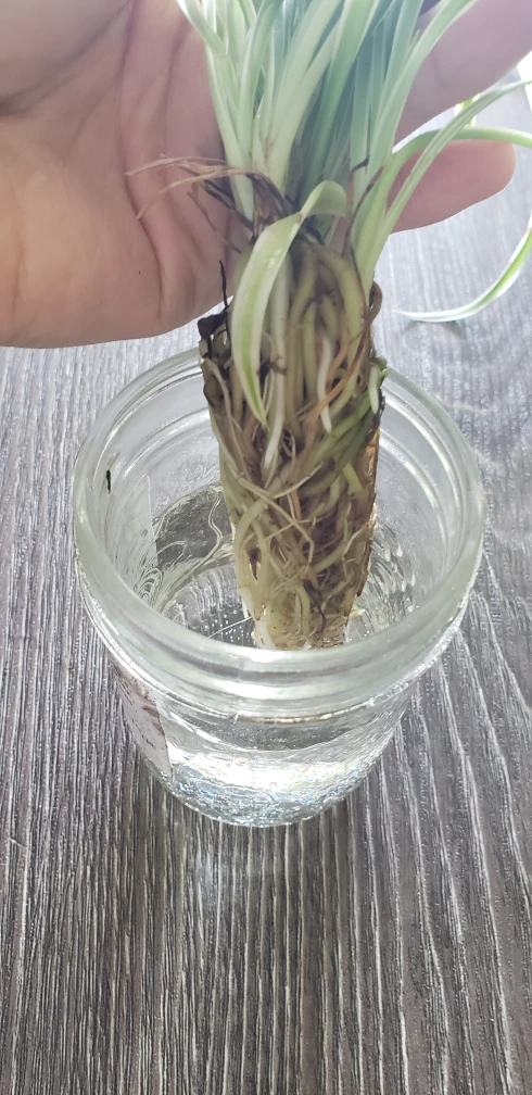 Rooted Spider Plants  - photo 4