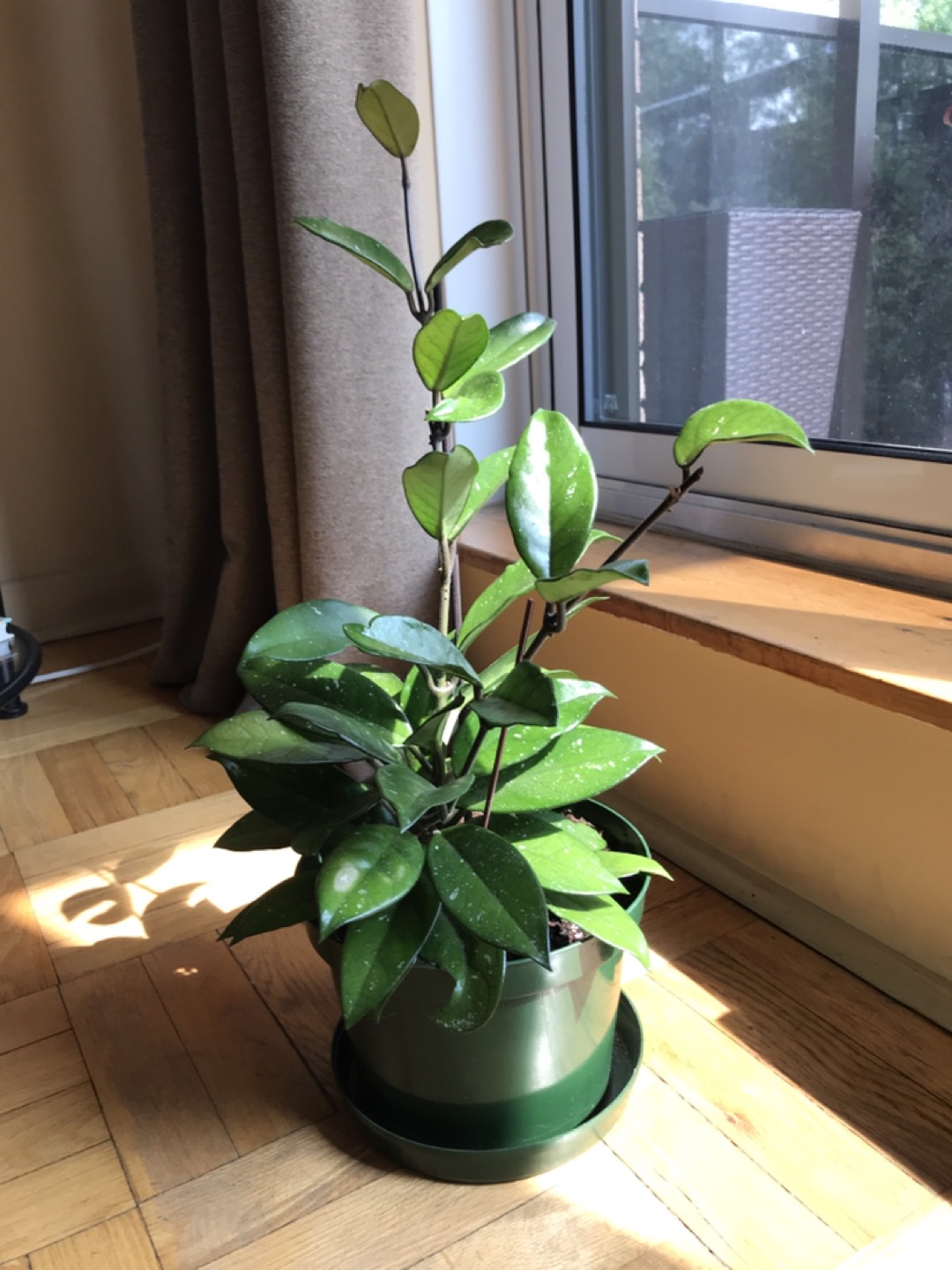 Honey Plant thumbnail
