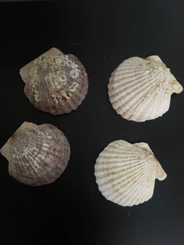 Shell presentation plates  thumbnail